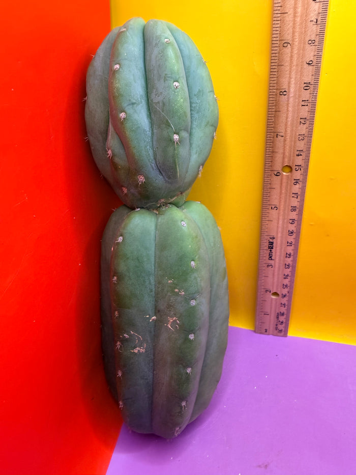Cahuilla !