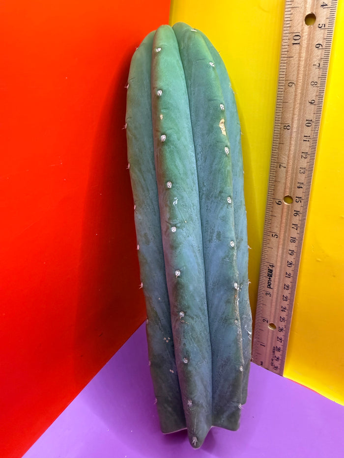 Cahuilla !!