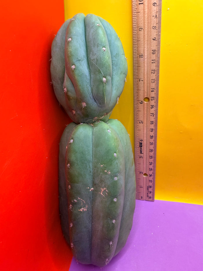 Cahuilla !