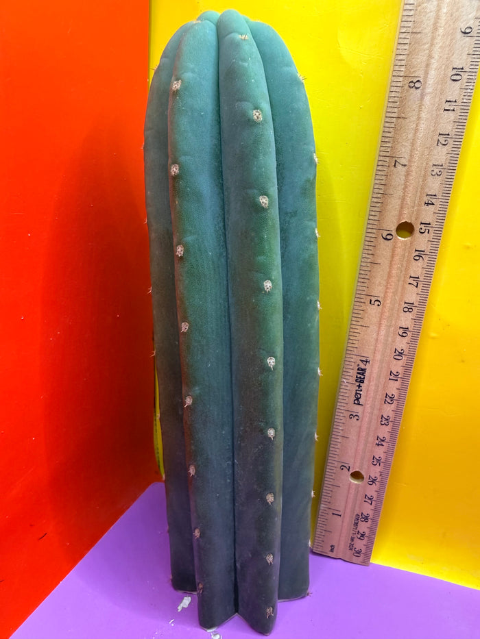 Cahuilla  !