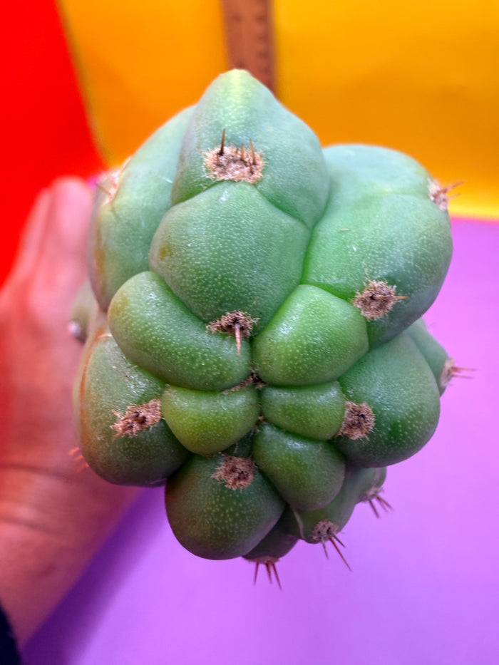 “CAHUILLA” !
