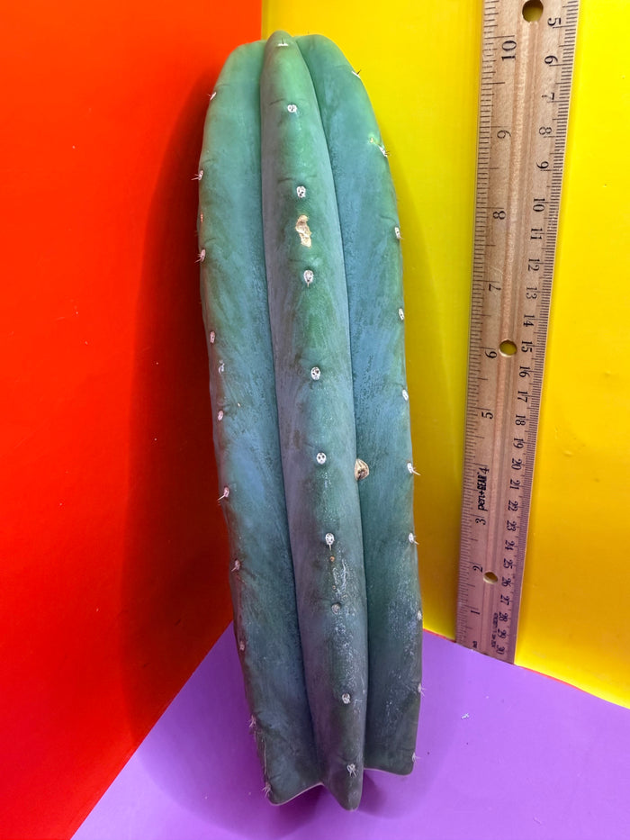 Cahuilla !!