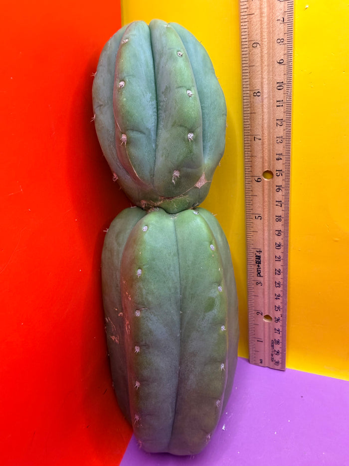 Cahuilla !