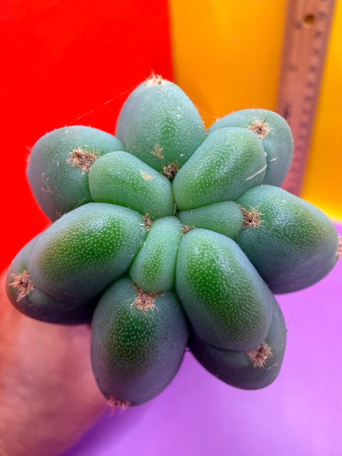 Cahuilla  !