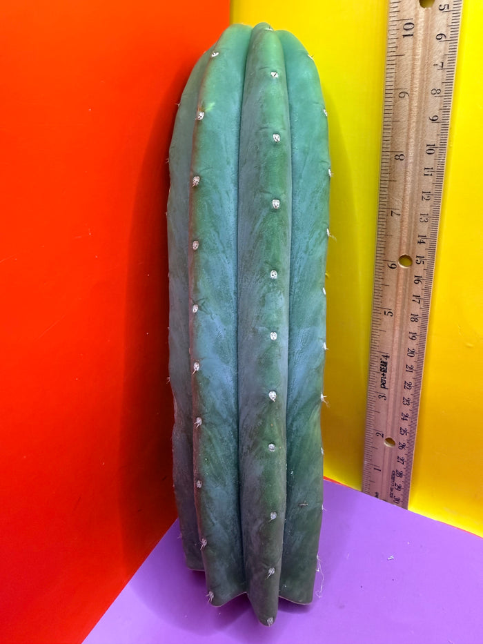 Cahuilla !!