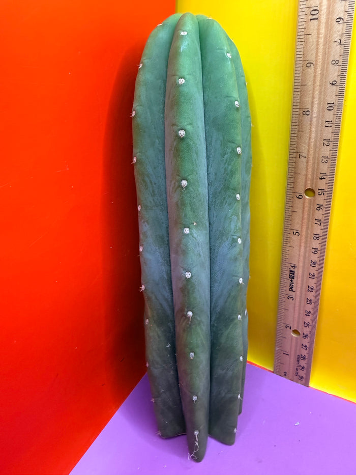 Cahuilla !!