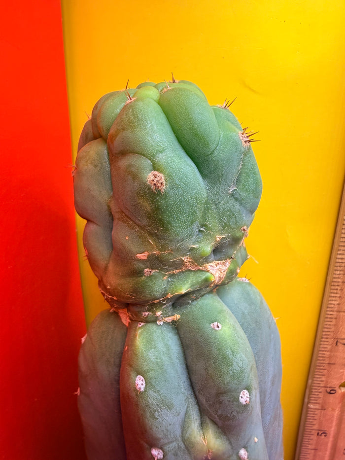 “CAHUILLA” !