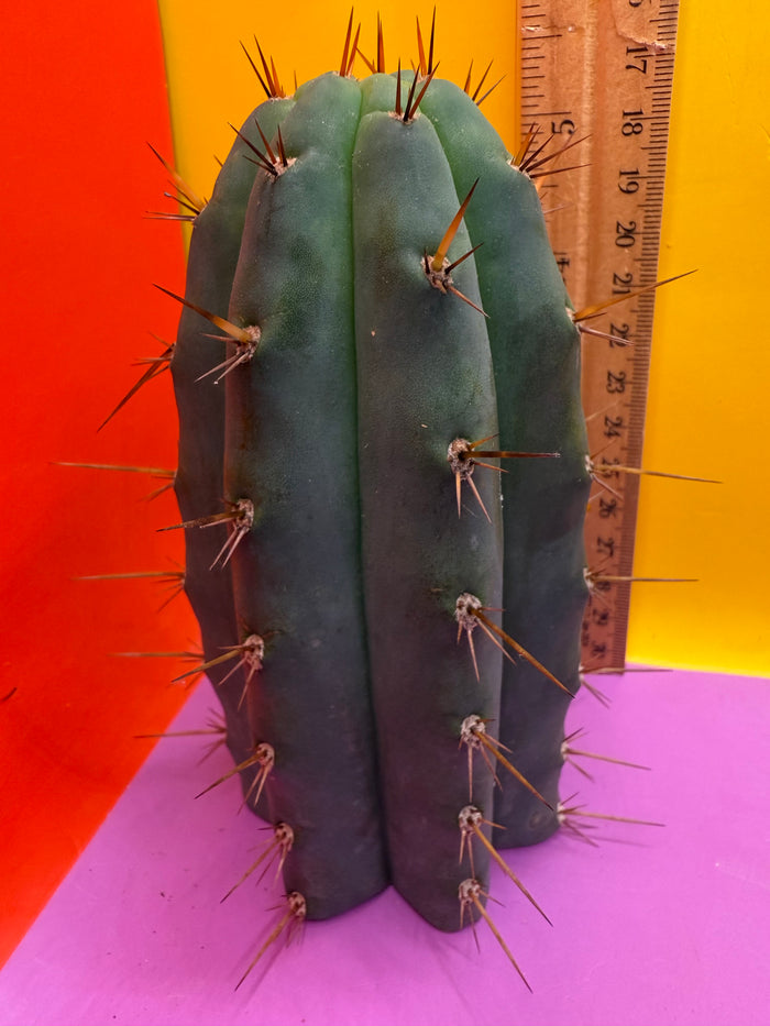 CCVP Trichocereus