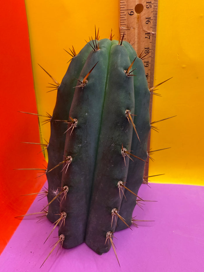 CCVP Trichocereus