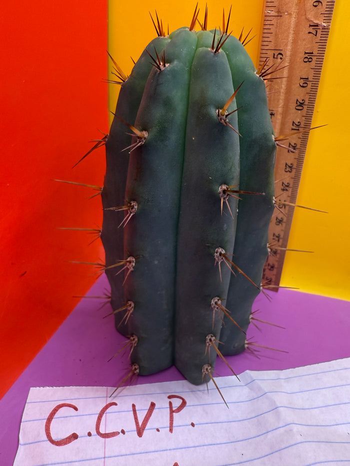 CCVP Trichocereus