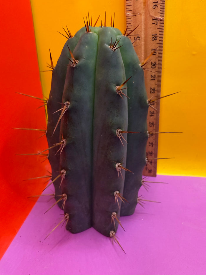 CCVP Trichocereus