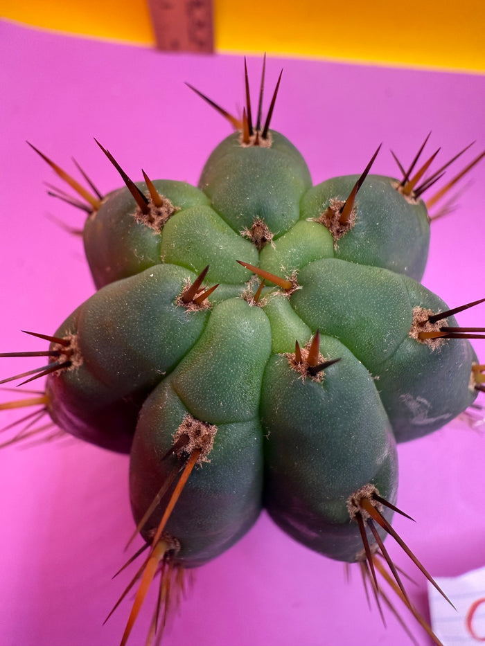 CCVP Trichocereus