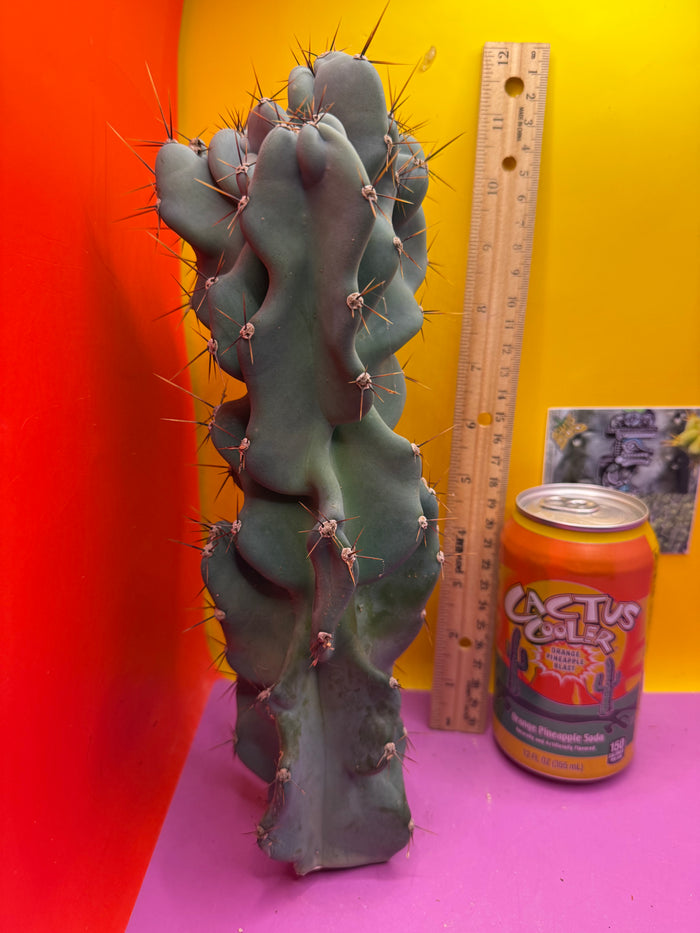 Cereus Monstrose - Gets cactus apples !