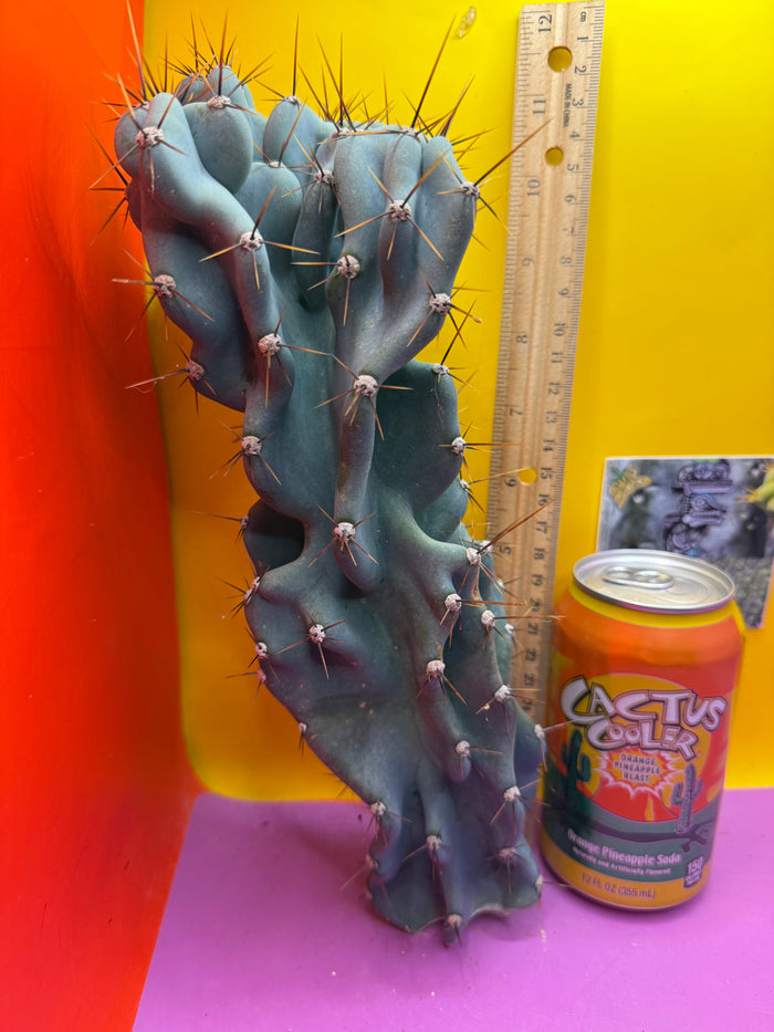 Cereus Monstrose - Gets cactus apples !