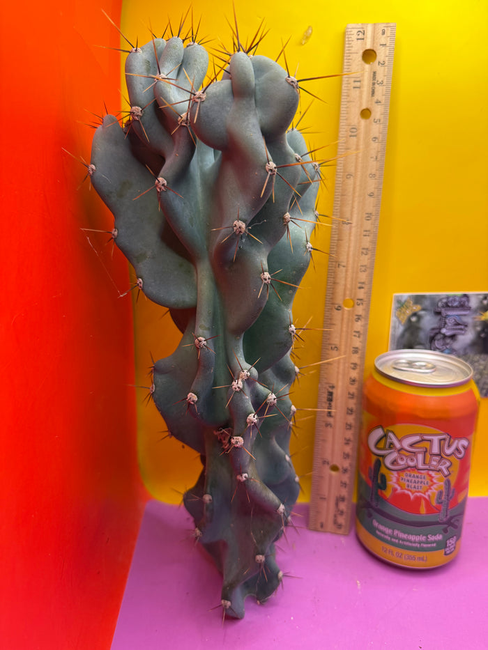 Cereus Monstrose - Gets cactus apples !