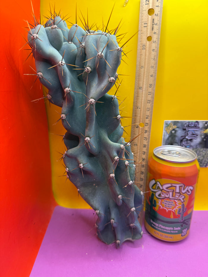 Cereus Monstrose - Gets cactus apples !