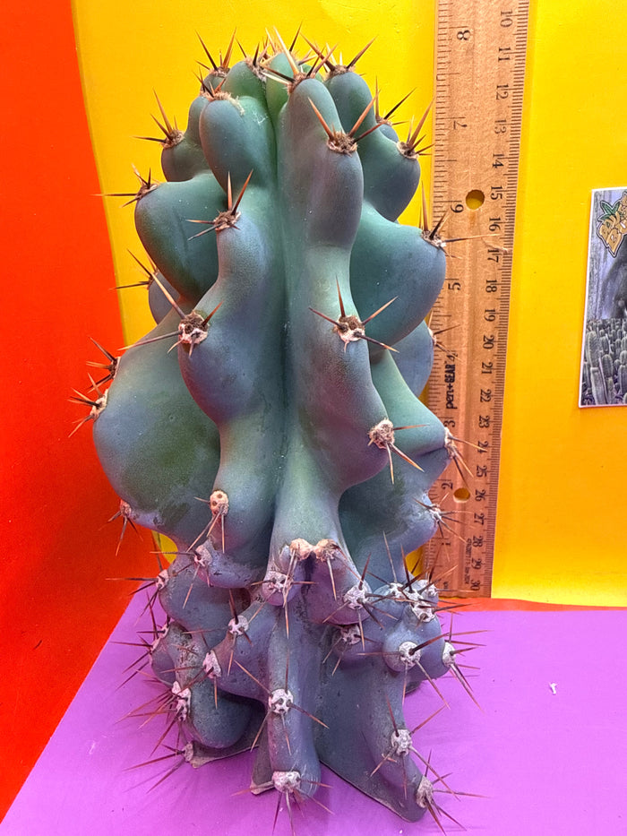 Cereus monstrose