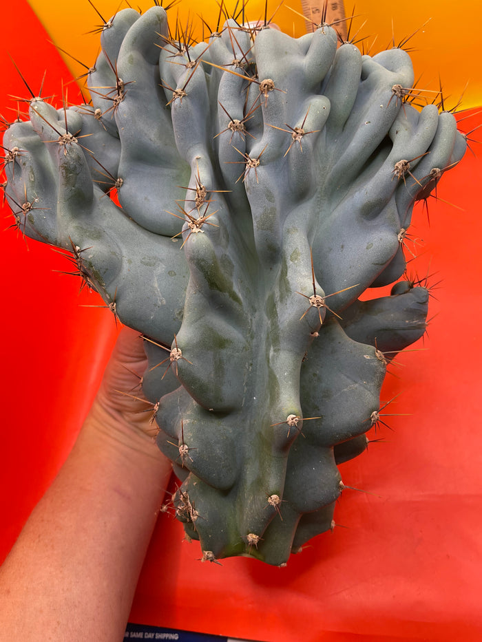 Cereus Monstrose