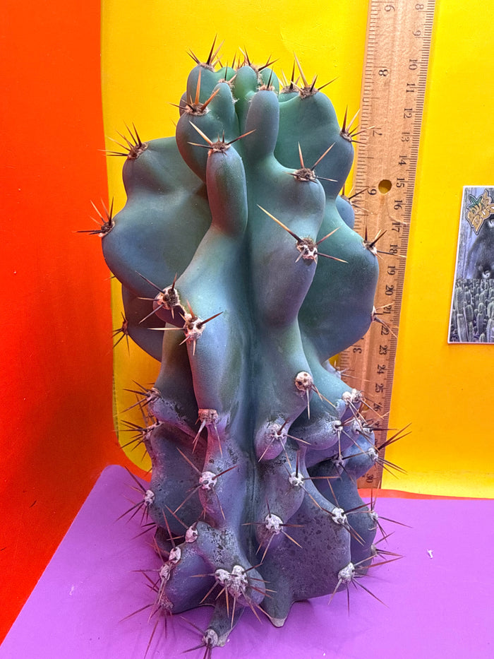 Cereus monstrose