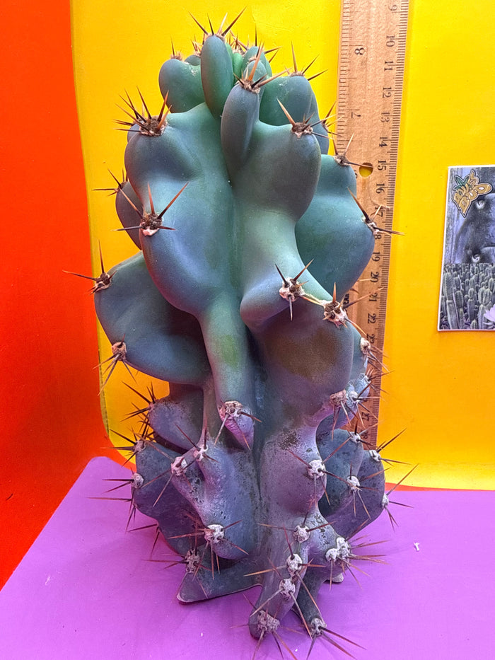 Cereus monstrose
