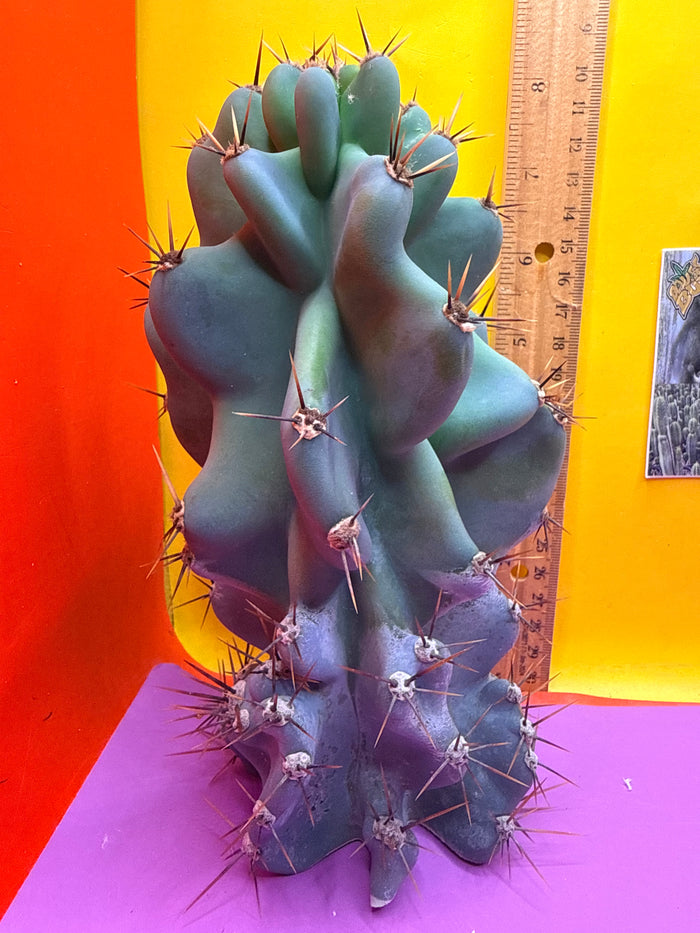 Cereus monstrose