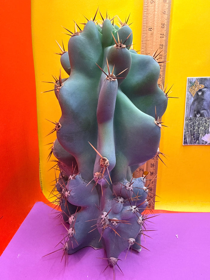 Cereus monstrose