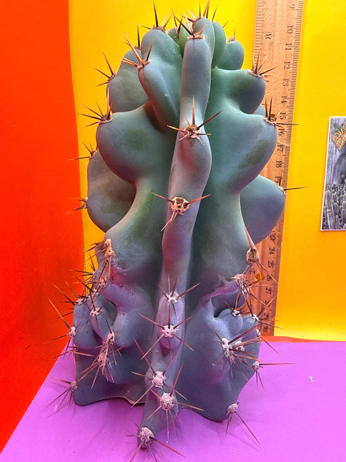 Cereus monstrose