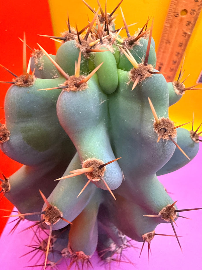 Cereus monstrose