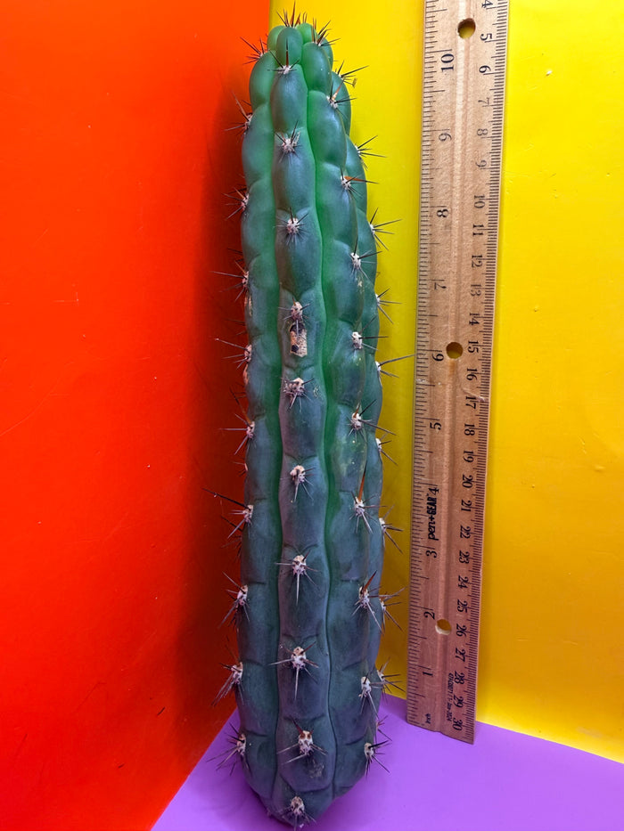 CHALA - trichocereus , San Pedro Cactus Cultivar