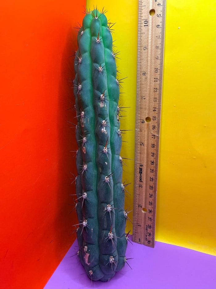 CHALA - trichocereus , San Pedro Cactus Cultivar