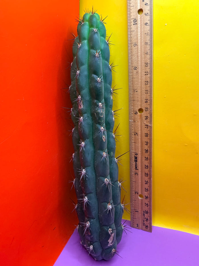 CHALA - trichocereus , San Pedro Cactus Cultivar