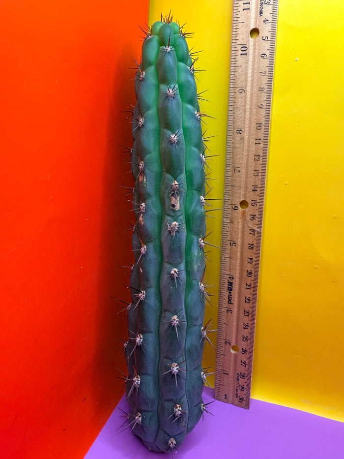 CHALA - trichocereus , San Pedro Cactus Cultivar