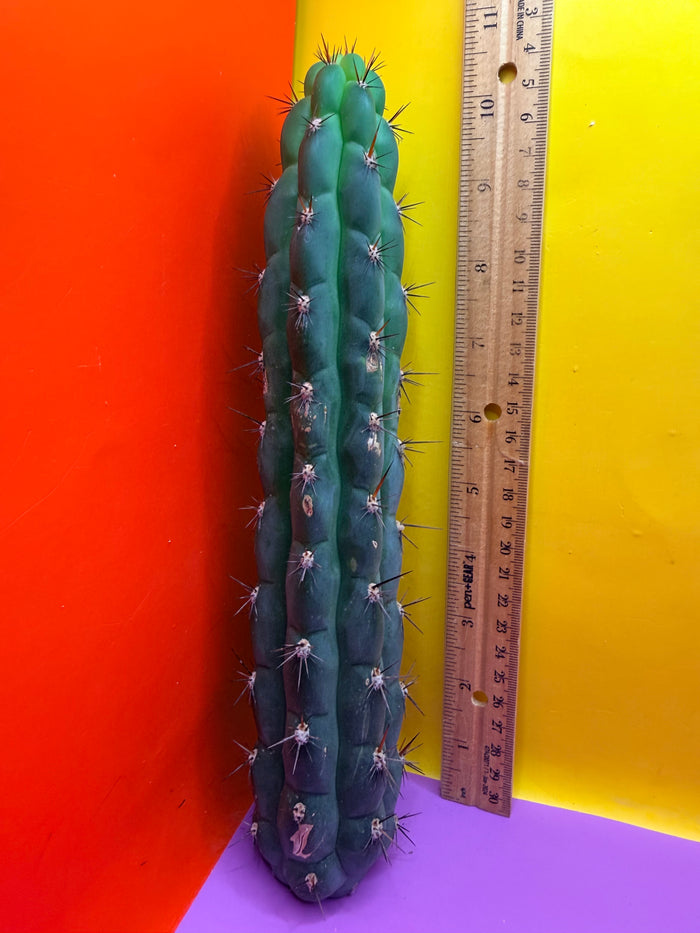 CHALA - trichocereus , San Pedro Cactus Cultivar