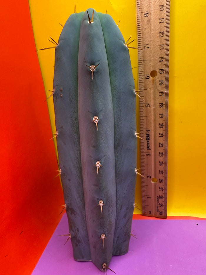 ‘Chavín de Huantar’ Trichocereus santaensis