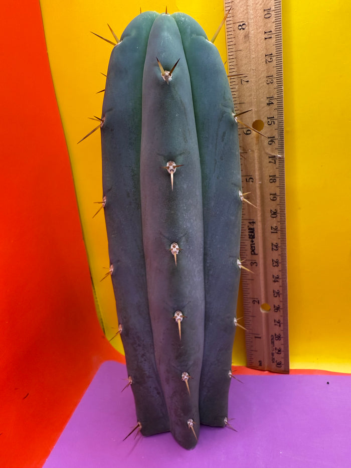 ‘Chavín de Huantar’ Trichocereus santaensis
