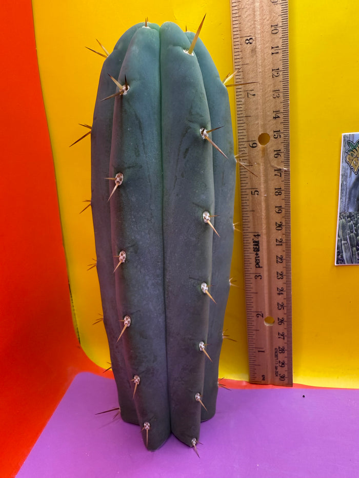 ‘Chavín de Huantar’ Trichocereus santaensis