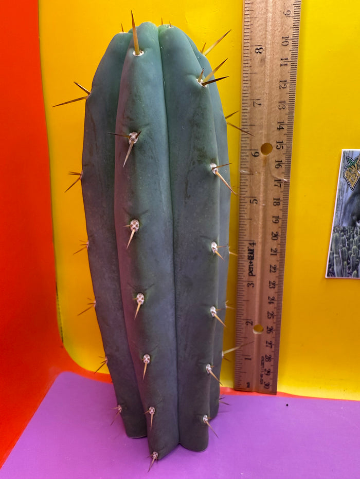 ‘Chavín de Huantar’ Trichocereus santaensis