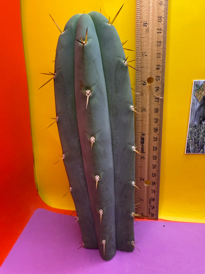 ‘Chavín de Huantar’ Trichocereus santaensis