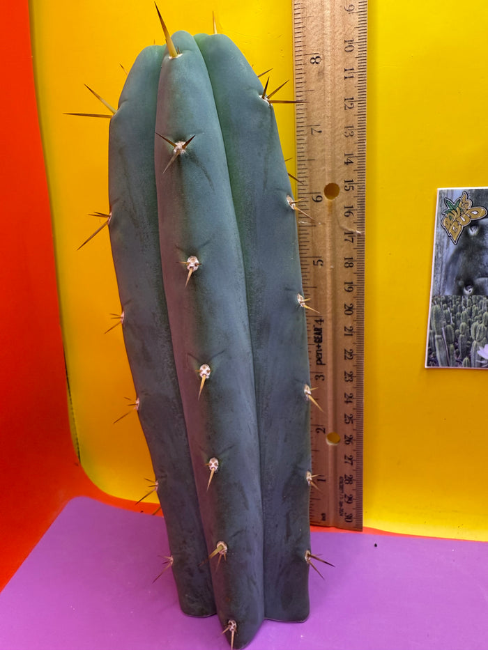‘Chavín de Huantar’ Trichocereus santaensis