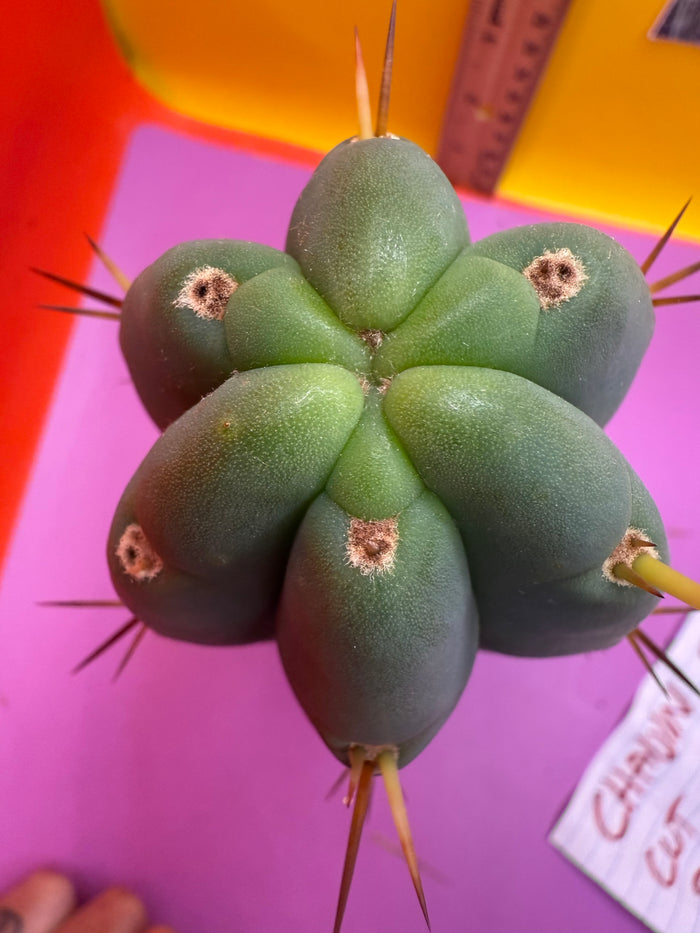 ‘Chavín de Huantar’ Trichocereus santaensis