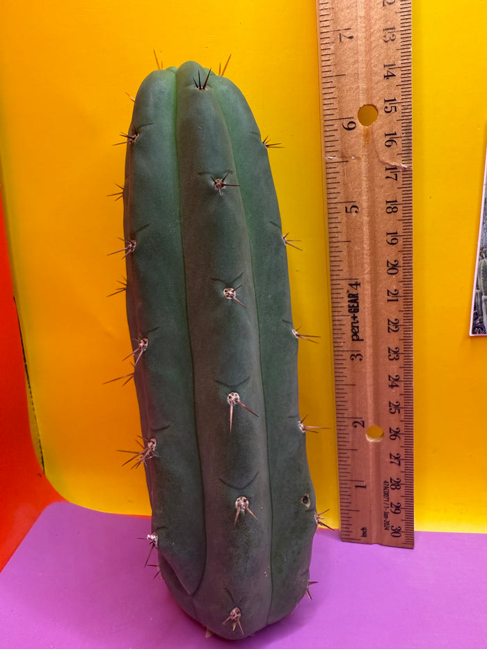 Christmas Sale !! YOWIE x WOWIE cactus !!!!