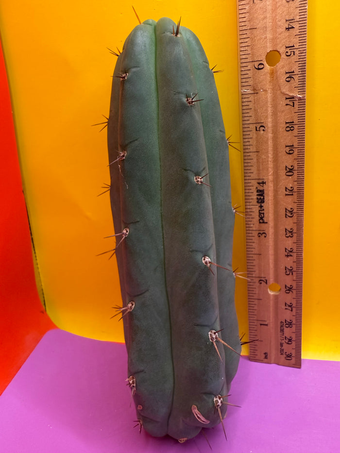Christmas Sale !! YOWIE x WOWIE cactus !!!!