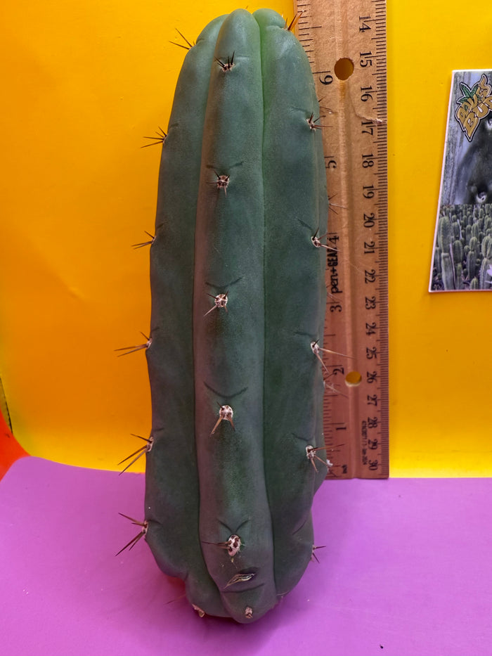 Christmas Sale !! YOWIE x WOWIE cactus !!!!