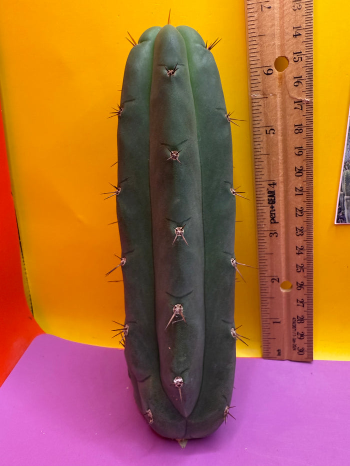 Christmas Sale !! YOWIE x WOWIE cactus !!!!