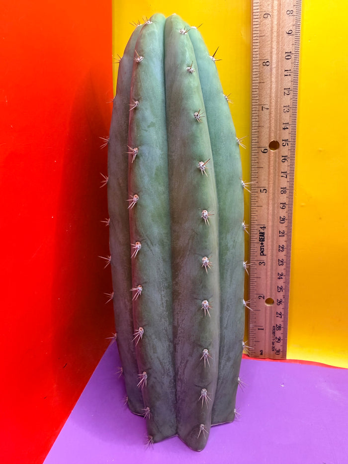 Cool San Pedro Cactus !