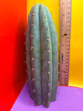 Cool San Pedro Cactus !