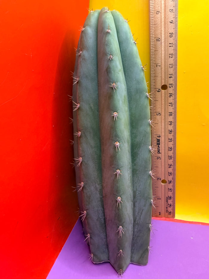 Cool San Pedro Cactus !