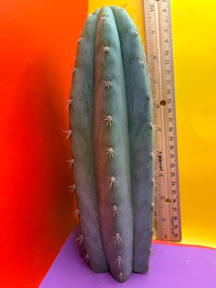 Cool San Pedro Cactus !
