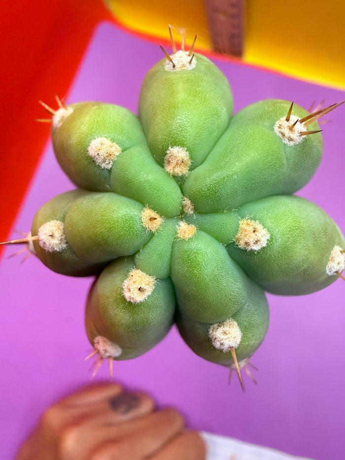 Cool San Pedro Cactus !
