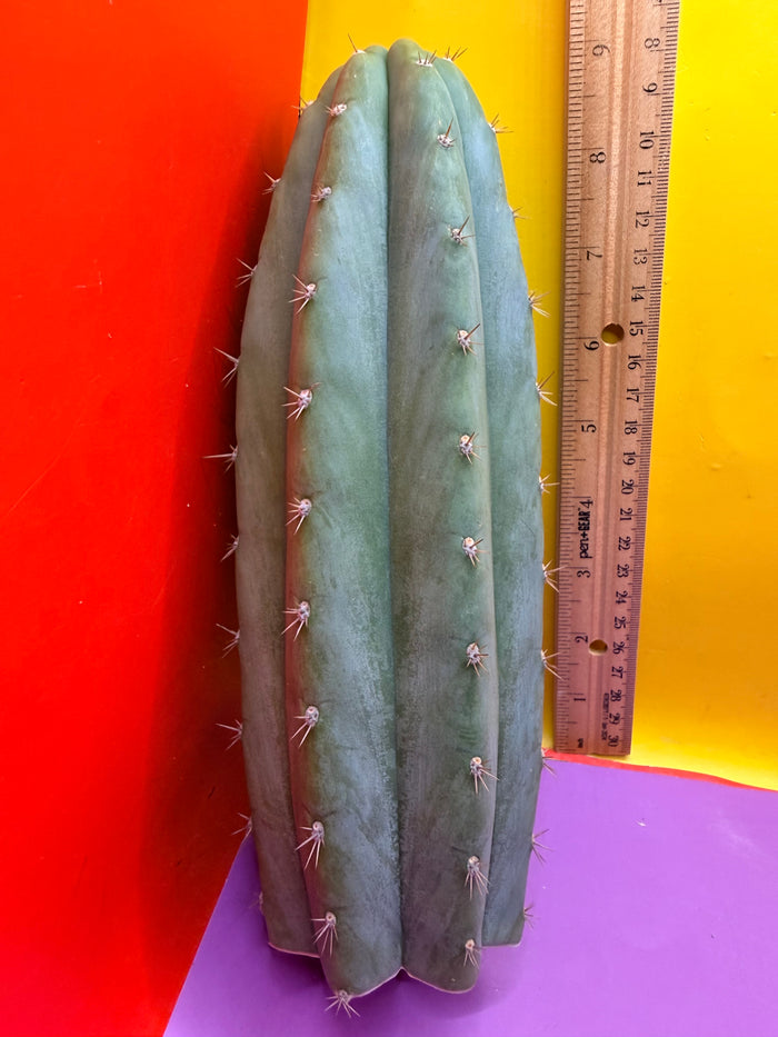 Cool San Pedro Cactus !